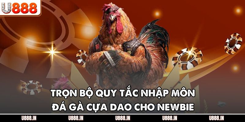 Trọn bộ quy tắc nhập môn đá gà cựa dao cho newbie